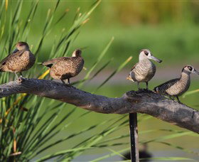 Jerrabomberra Wetlands - Surfers Gold Coast 0