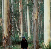 Blue Gum Forest - Surfers Gold Coast