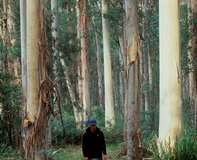 Blue Gum Forest - Surfers Gold Coast 0