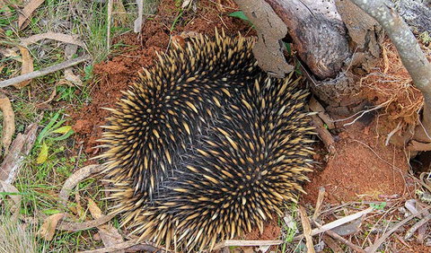Wombeyan Waterfall Walking Track - Surfers Gold Coast 2