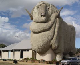 Big Merino - Surfers Gold Coast 0