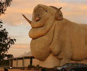 Big Merino - Surfers Gold Coast 3