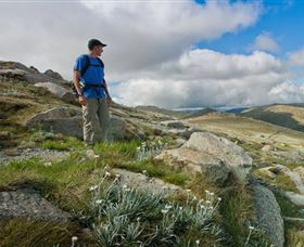 Kosciuszko National Park - Surfers Gold Coast 3