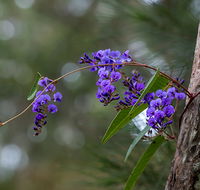 Mann River Nature Reserve - Surfers Gold Coast