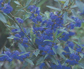 Kalamunda National Park - Surfers Gold Coast 2
