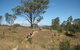 Kambah Pool To Pine Island - thumb 3