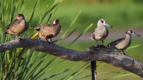 Jerrabomberra Wetlands - Surfers Gold Coast 2