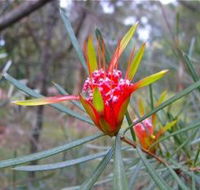 Glenbrook Native Plant Reserve and Nursery - Surfers Gold Coast