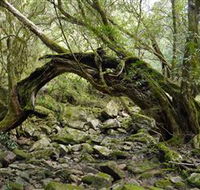 Mitchell River Walking Track - Surfers Gold Coast