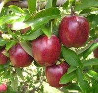 Top 40 Orchard - Surfers Gold Coast