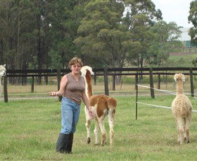 Langdale Farm - Surfers Gold Coast 4