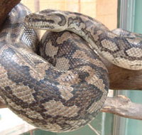Armadale Reptile Centre - Surfers Gold Coast