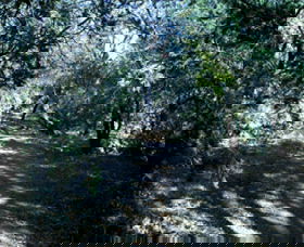 Cave Creek Walking Track - Surfers Gold Coast 3