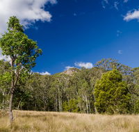 Brush Turkey track - Surfers Gold Coast