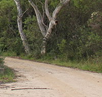 Riverview walking track - Surfers Gold Coast