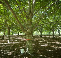 Sassafras Nuts - Surfers Gold Coast
