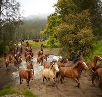 Glenworth Valley Horse Riding - Surfers Gold Coast