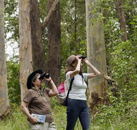 Chichester State Forest - Surfers Gold Coast