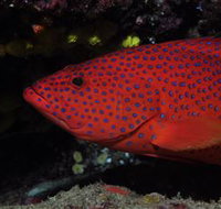 Maori Wrasse Bommie Dive Site - Surfers Gold Coast