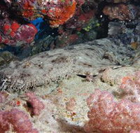 Lighthouse Bommies Dive Site - Surfers Gold Coast