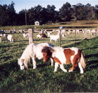 Trudgalong Farm - Surfers Gold Coast
