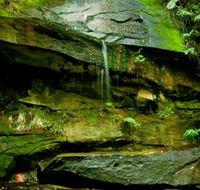 Strickland State Forest - Surfers Gold Coast
