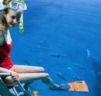 Roy Rufus Artificial Reef Dive Site - Surfers Gold Coast
