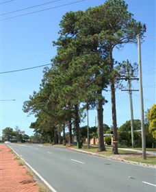 Anzac Memorial Avenue, Redcliffe - Surfers Gold Coast 1