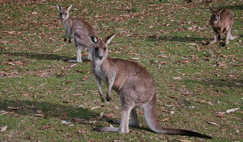 Lake Macquarie State Conservation Area - Surfers Gold Coast 1