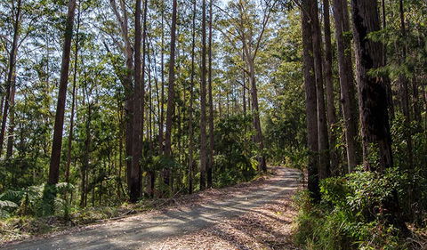 Hastings Forest Way Touring Route - Surfers Gold Coast 1