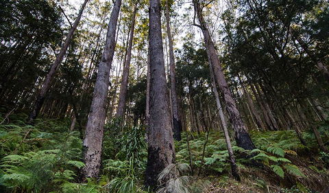 Hastings Forest Way Touring Route - Surfers Gold Coast 2
