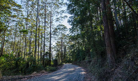Hastings Forest Way Touring Route - Surfers Gold Coast 3
