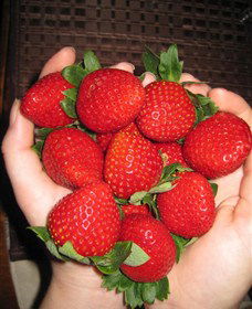The Strawberry Farm - Surfers Gold Coast 0