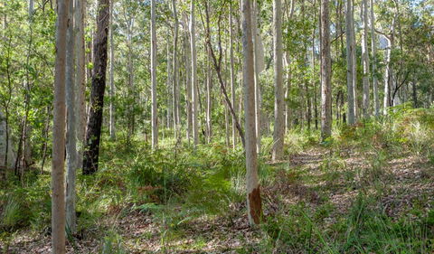 Corramy Regional Park - Surfers Gold Coast 1
