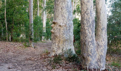 Delta Track - Surfers Gold Coast 3