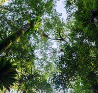 Botanic walk - Surfers Gold Coast