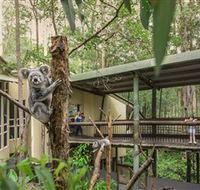 Daisy Hill Koala Centre - Surfers Gold Coast