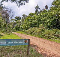 Antarctic Beech picnic area - Surfers Gold Coast