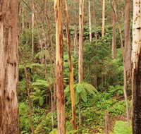 Cycle Mogo State Forest - Surfers Gold Coast