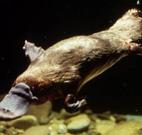 Platypus Pool - Surfers Gold Coast