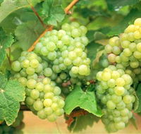 Red Tail Wines - Surfers Gold Coast