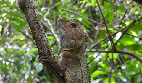 Boorganna Nature Reserve - Surfers Gold Coast 3