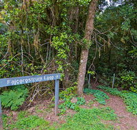 Falcorostrum loop walking track - Surfers Gold Coast