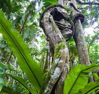 Tamborine Rainforest Skywalk - Surfers Gold Coast
