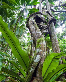 Tamborine Rainforest Skywalk - Surfers Gold Coast 0
