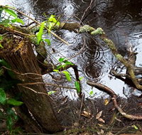 Mogo Bushwalk - Surfers Gold Coast