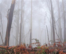Mogo Bushwalk - Surfers Gold Coast 1