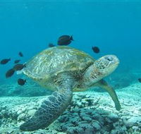 Flinders Reef Dive Site - Surfers Gold Coast
