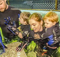 Irukandji Shark and Ray Encounters - Surfers Gold Coast