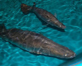 Cookabarra Restaurant And Function Centre - Tailor Made Fish Farms - Surfers Gold Coast 7